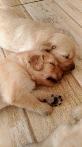 Golden retriver Filhotes - Foto 6