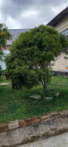Pinheiro - Foto 3