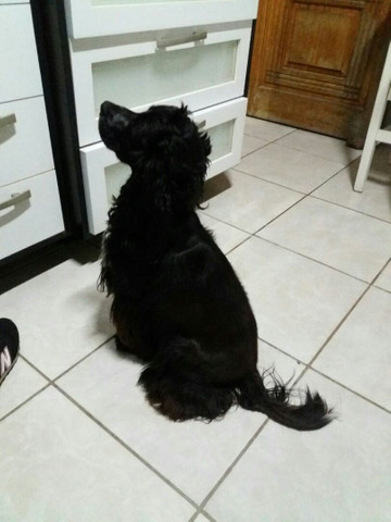 Cocker Spaniel inglês: Procurando namorada. - Foto 4