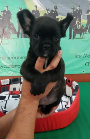 Ideal Para Apartamentos E Crianças Conheça O Bulldogue Francês Canil Império - Foto 4