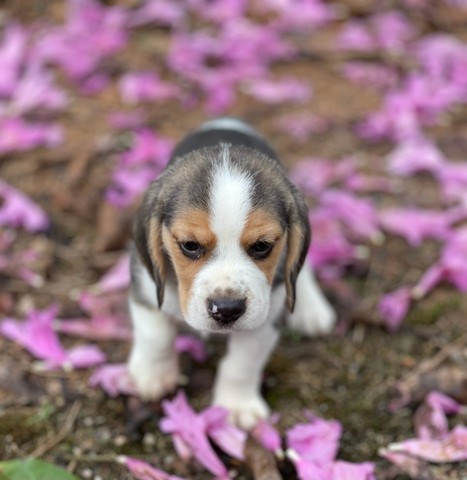 Mini exemplares de beagle /@canilcanaaa - Foto 4