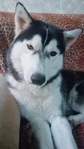 Husky siberiano original 2 anos - Foto 2