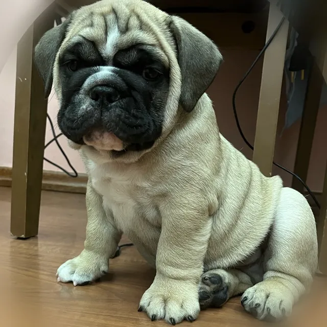 Bulldog ingles preto  +24 anúncios na OLX Brasil