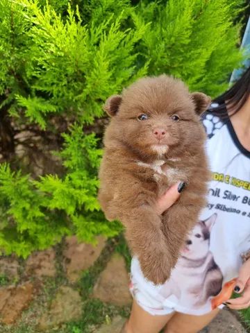 Spitz Alemão fêmea 12x sem juros pediree CBKC - Foto 6