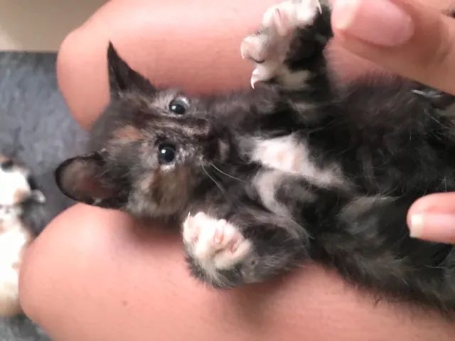 Gatos para adoção  - Foto 5