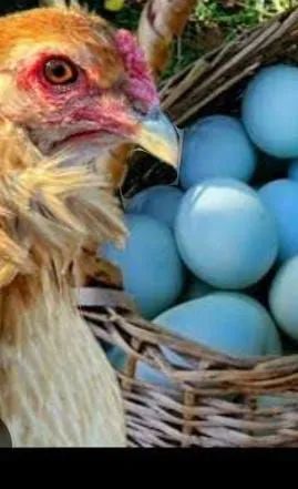 Casal de Galinhas Ameraucana - Foto 2