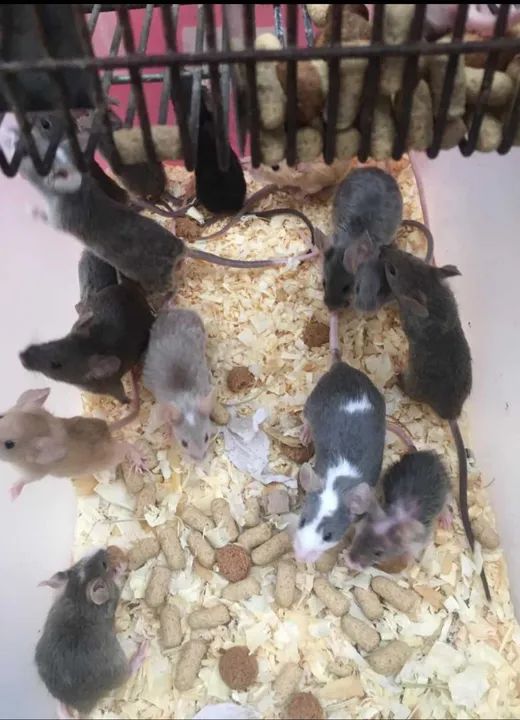 Camundongo para alimentação 