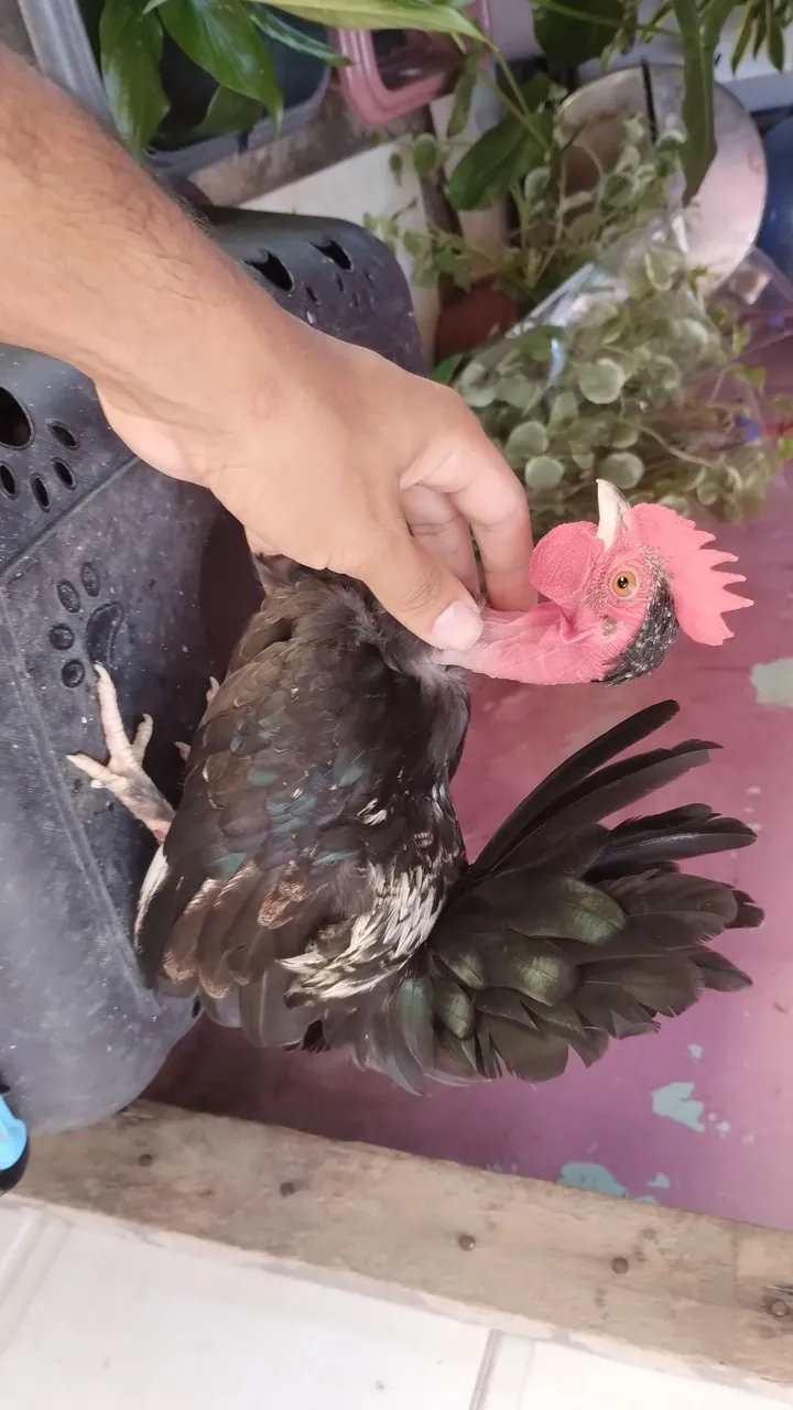 Galo ornamental com pescoço pelado