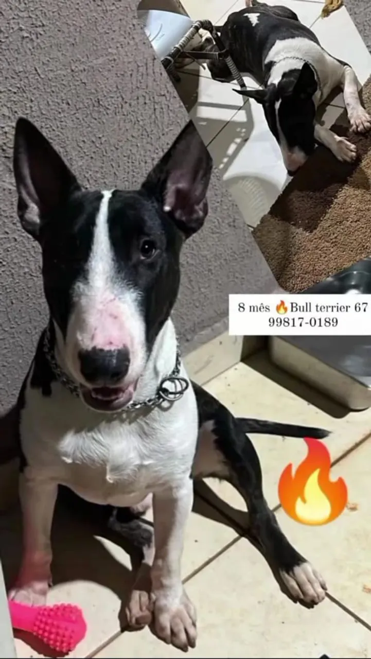 Bull Terrier Inglês - 8 meses