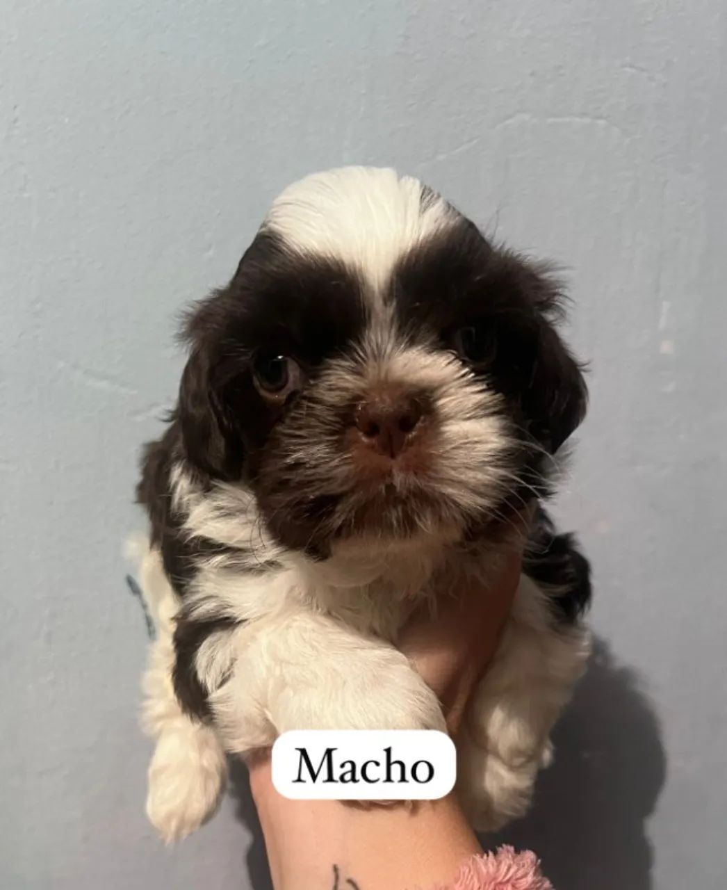 "Shih Tzu: Filhotes Encantadores Esperando um Lar Amoroso!" - Foto 2