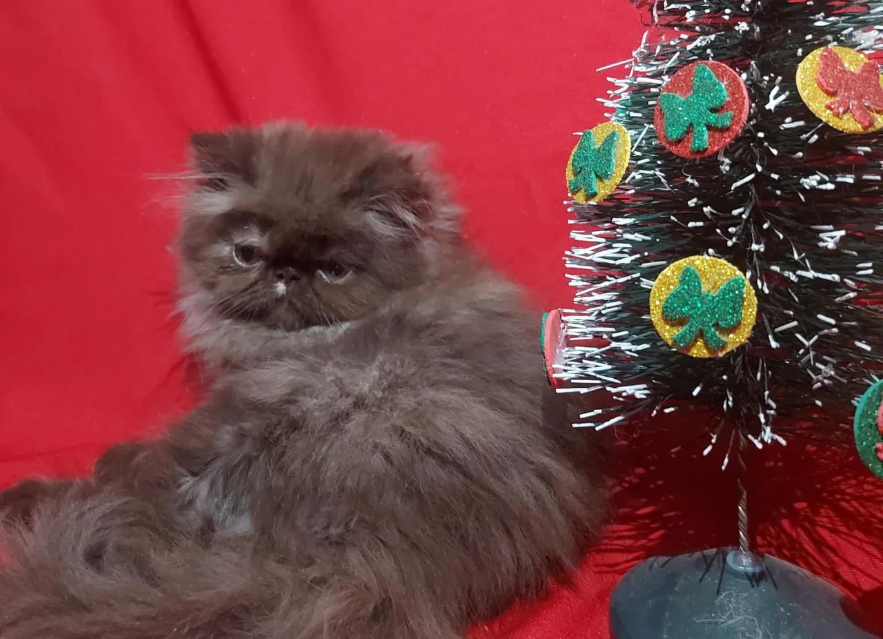 Gato Himalaia   - Foto 2