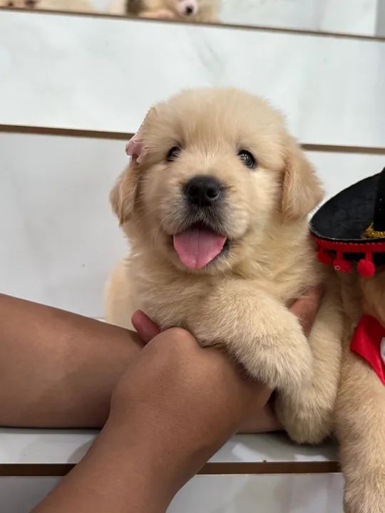 Filhote Golden Retriever Alto padrão PEDIGREE  - Foto 4