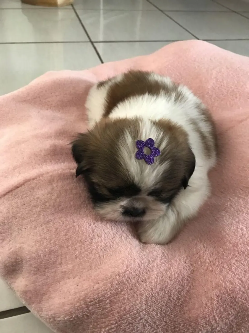 Filhotes de Shih Tzu Bicolores