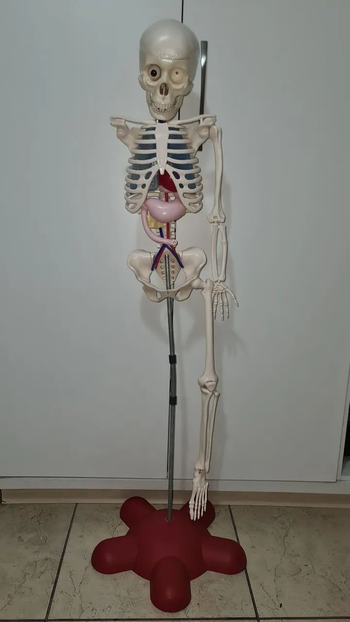 Coleção incompleta Corpo Humano - Brinquedo educativo - Foto 2