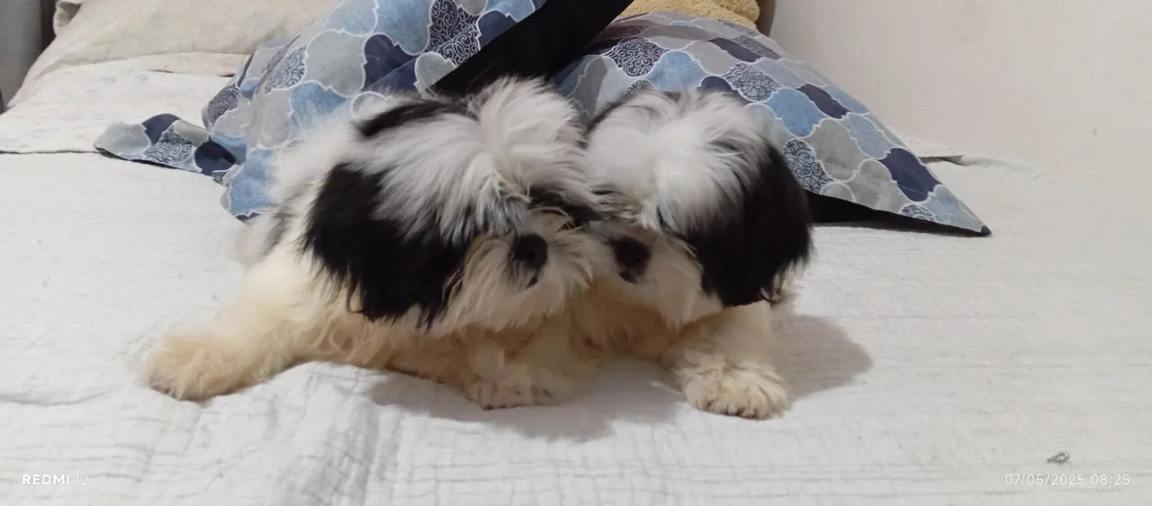 Dois filhotes Shih Tzu à venda