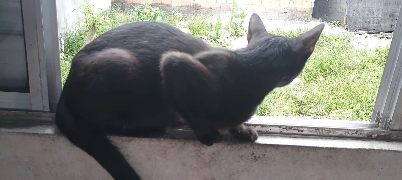 Doa-se gatos um macho uma fêmea 