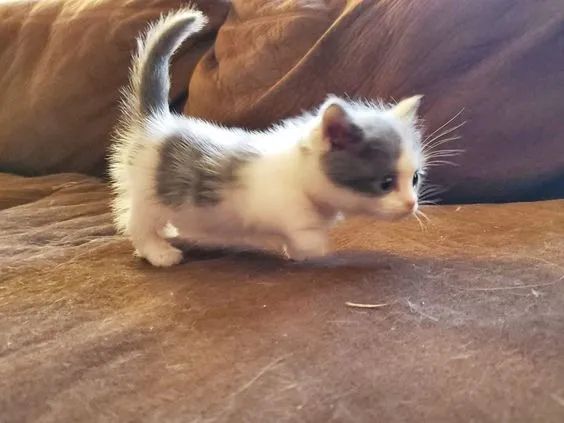 Munchkin Filhote na Cor Bicolor a Sua Espera - Foto 3