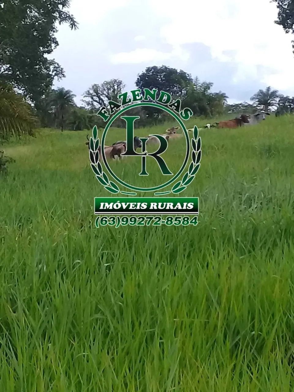 Fazenda 50 Alqueires Plana Próximo de Palmas - Foto 3