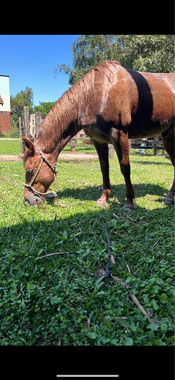 Cavalo Quarto de Milha para venda