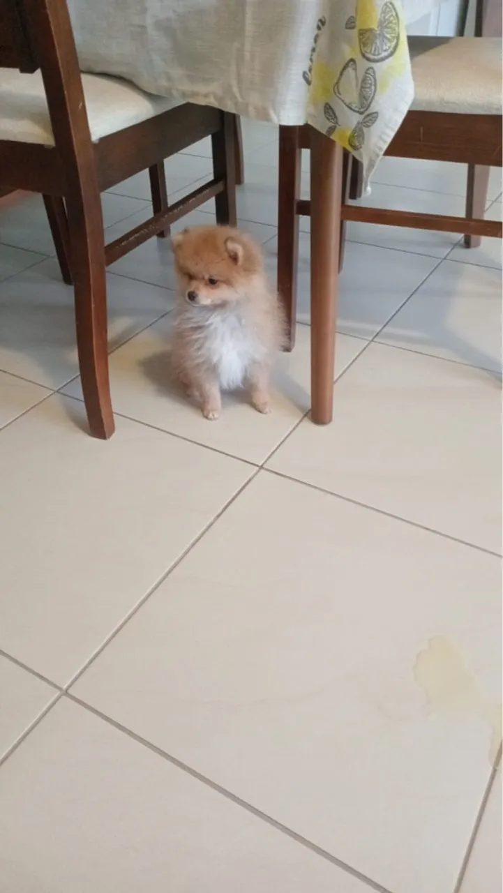 Filhote de Spitz Alemão femea