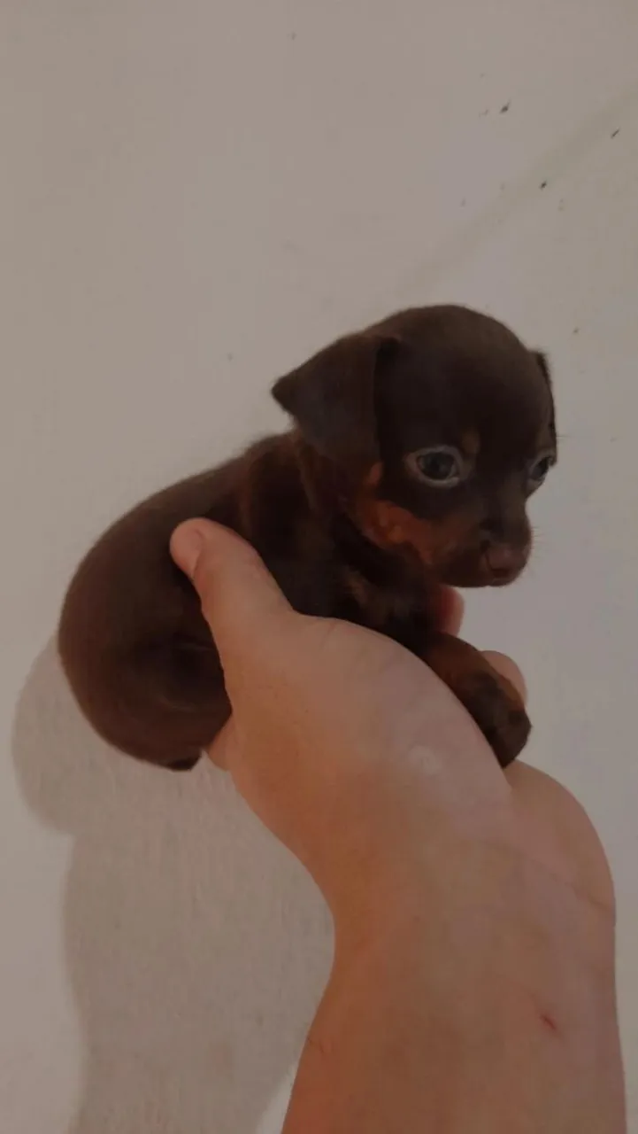 Pincher 0 chocolate femea
