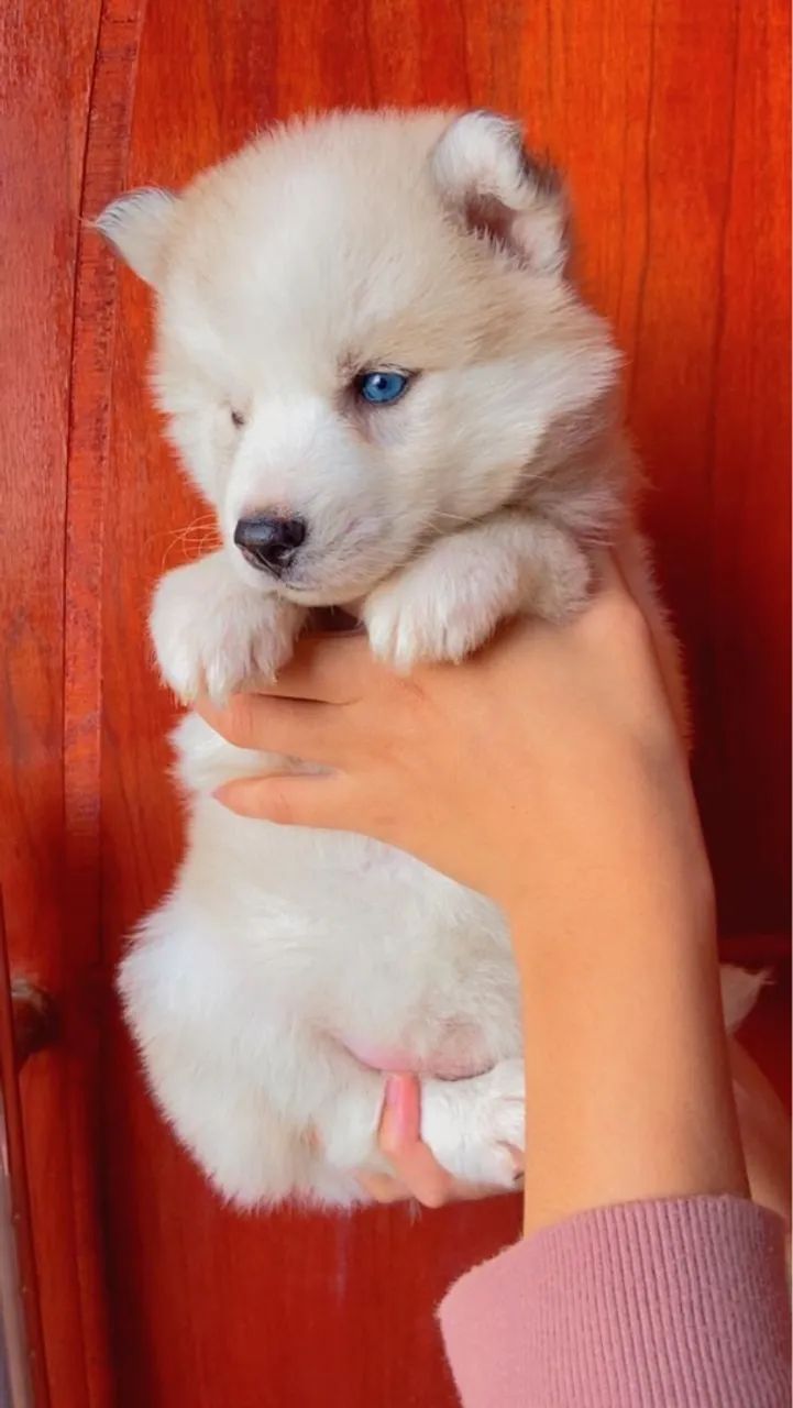 Husky Siberiano Filhote 