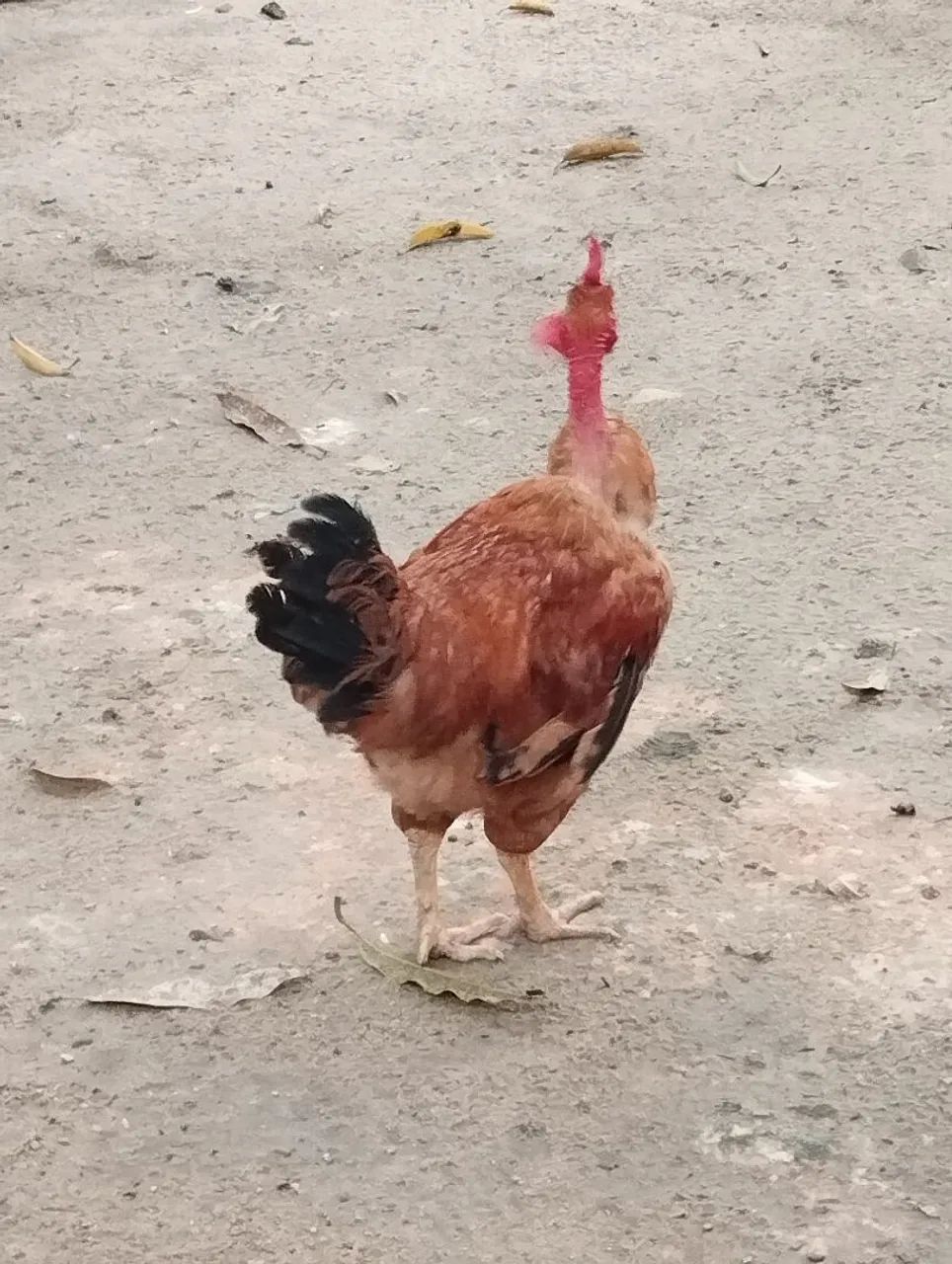 4 galos caipirão e 1 Brahma