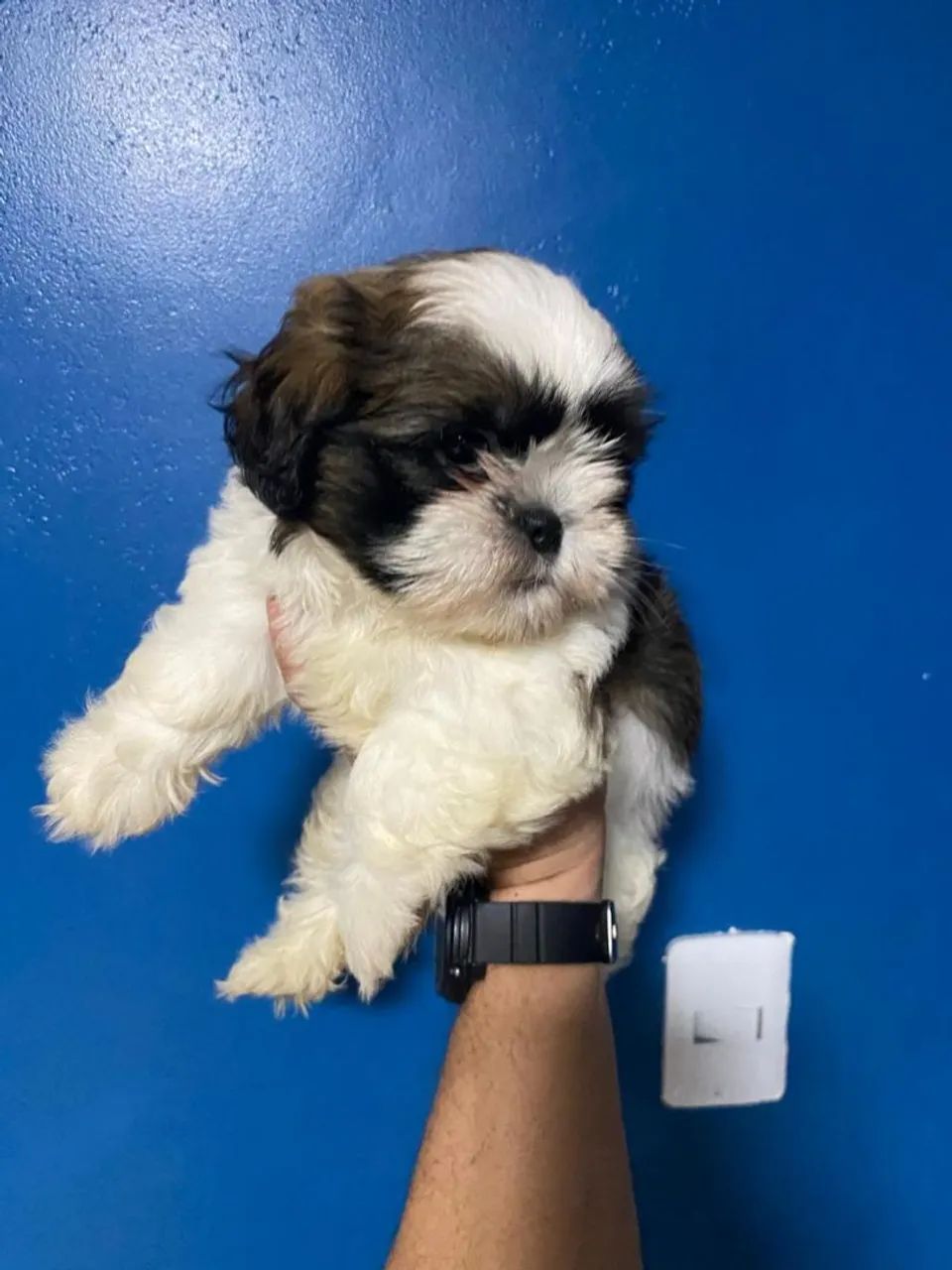 Filhote Shih Tzu - Fofo e Carinhoso