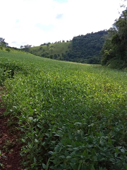 Terreno barato em quedas do Iguaçu PR aproveitem - Foto 3