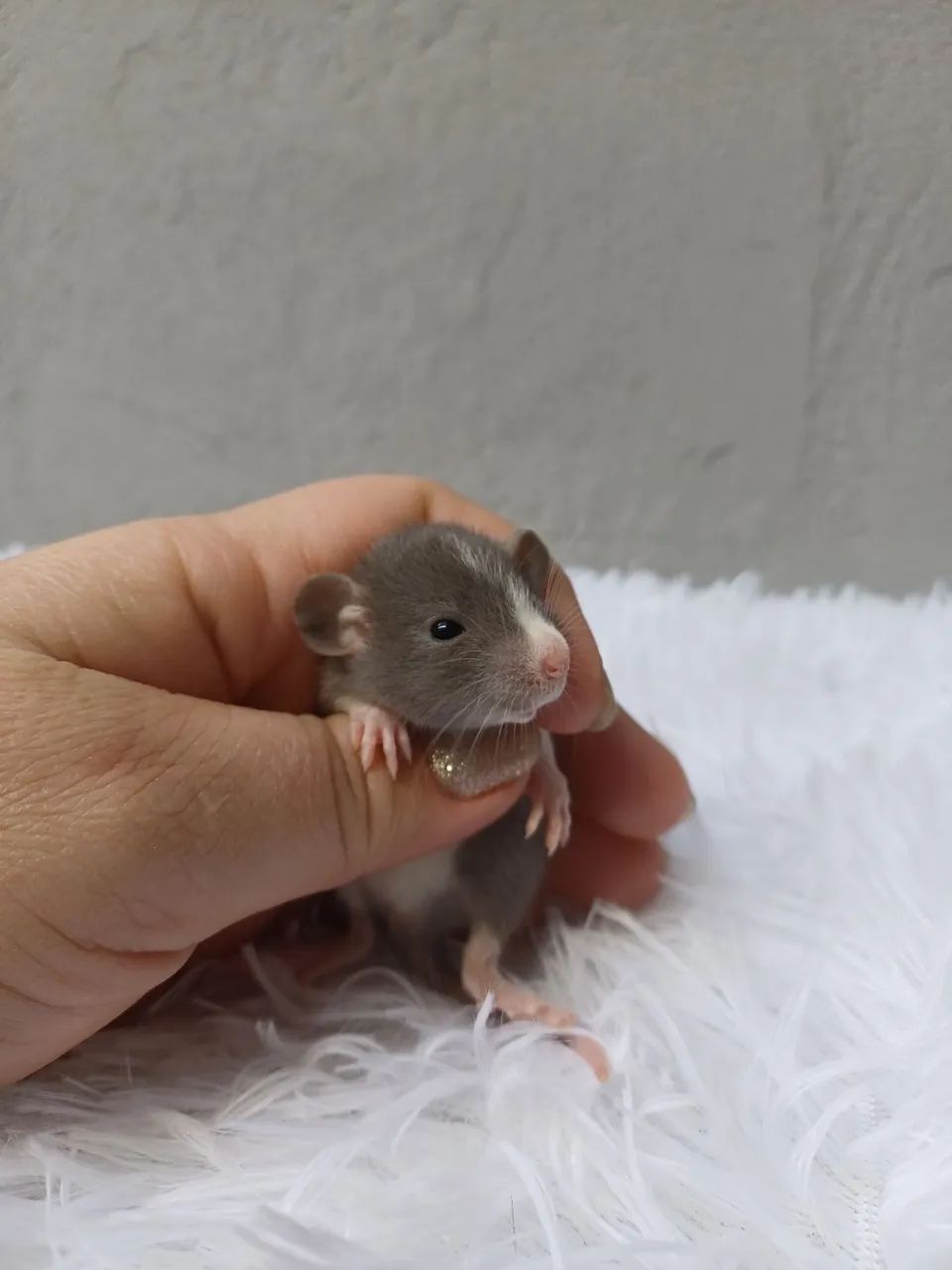 Rato twister  - Foto 3