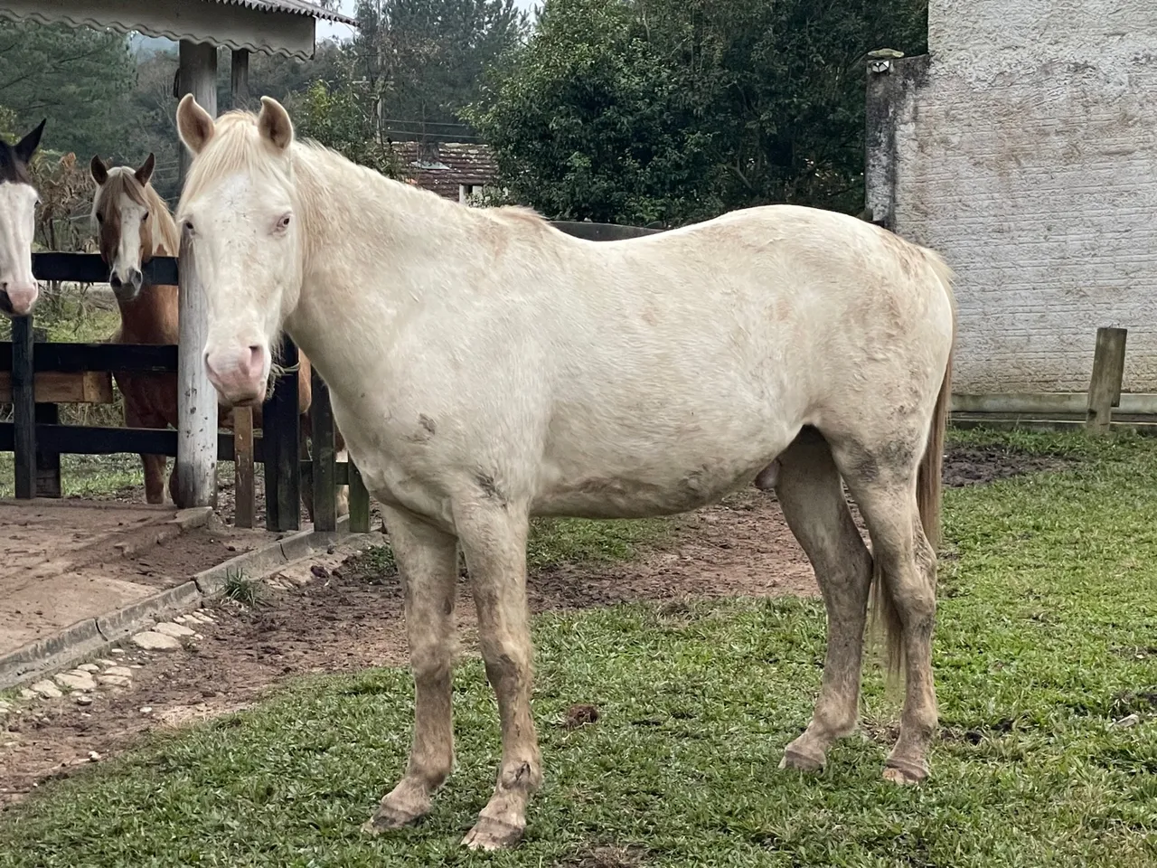 PAINT HORSE EXCLUSIVO ALBINO!