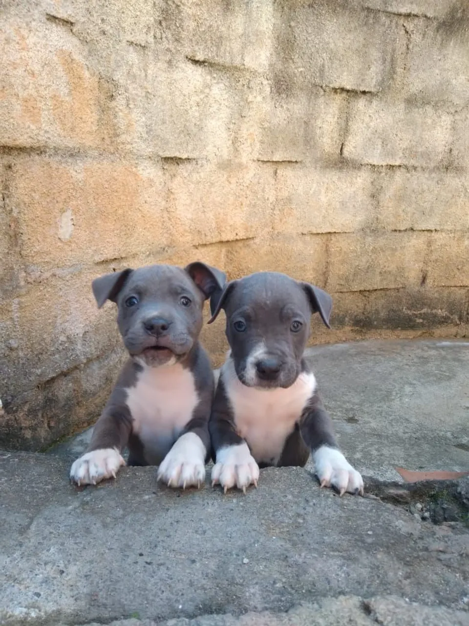 Filhotes de Pitbull - Lindos e Carinhosos!