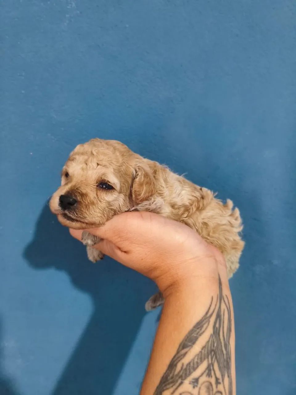 Filhote de poodle disponível fêmea e macho - Foto 4