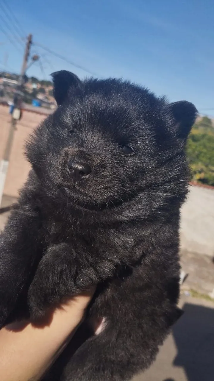 Filhote de Chow Chow disponível para venda apenas 1 macho e 1 fêmea disponível