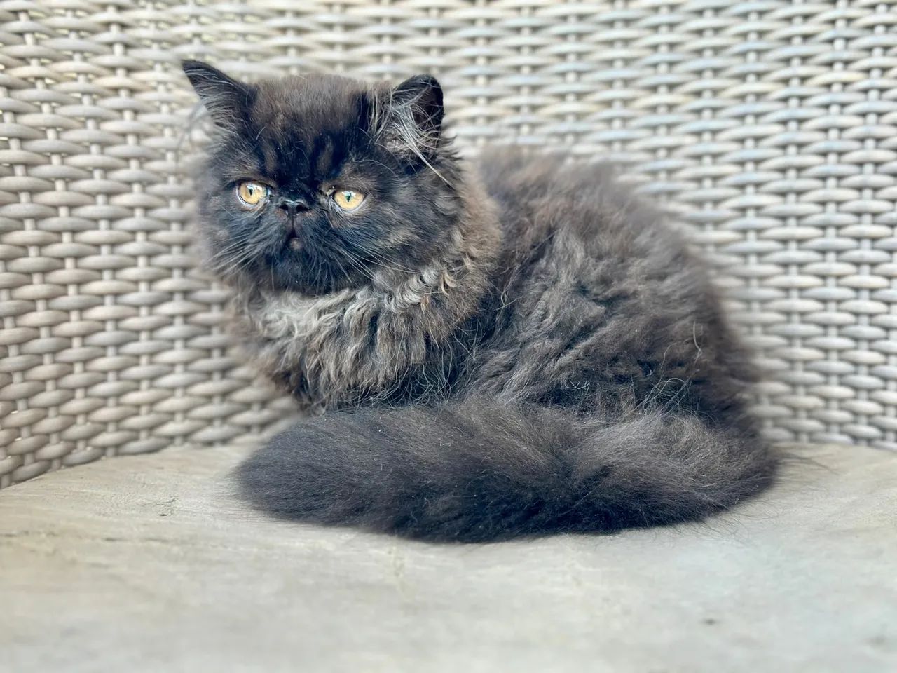 Gatinho Persa macho, padrão Top Show, Preto (coloração Black Smoke), 3 meses - Foto 2