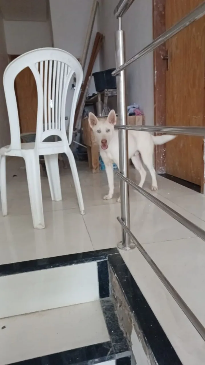 Husky Siberiano Branco