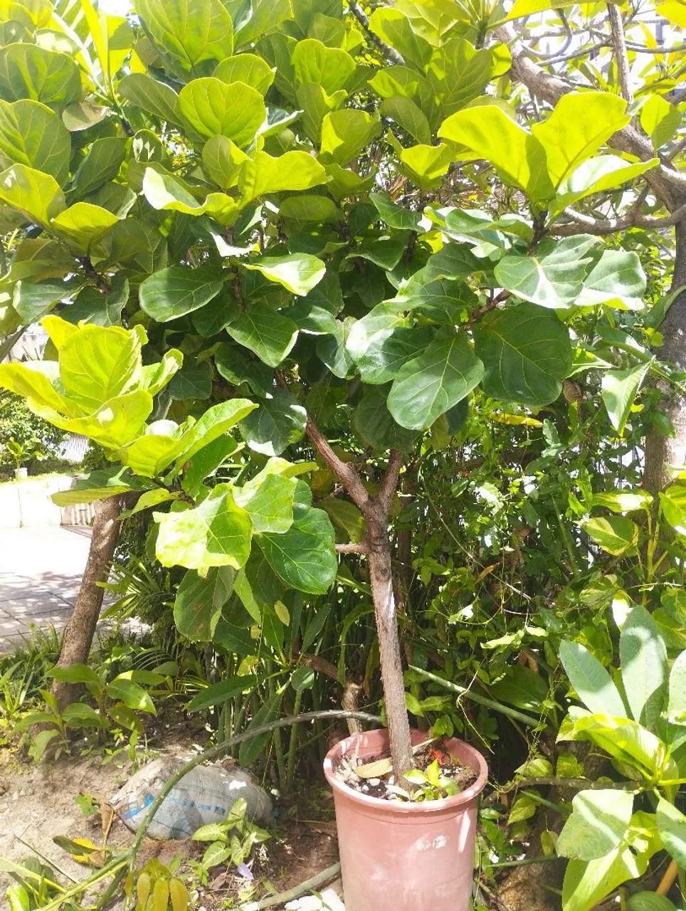 Muda de Ficus Lyrata (Figueira-lira) acompanha outras mudinhas. - Foto 3