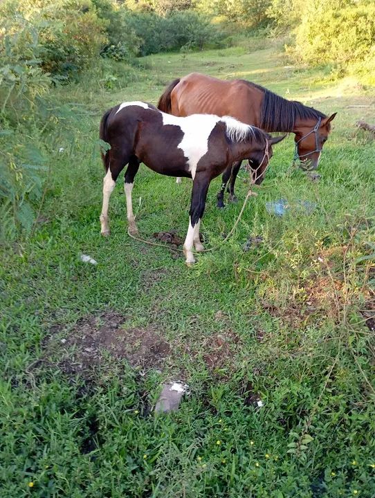Vendo podranco - Foto 3