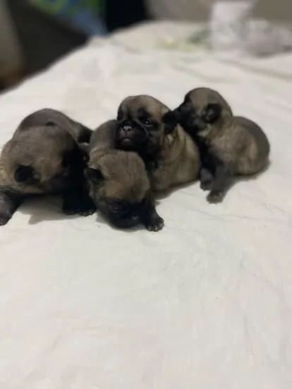 Filhotes de Pug disponíveis para venda, abrindo reserva. - Foto 4