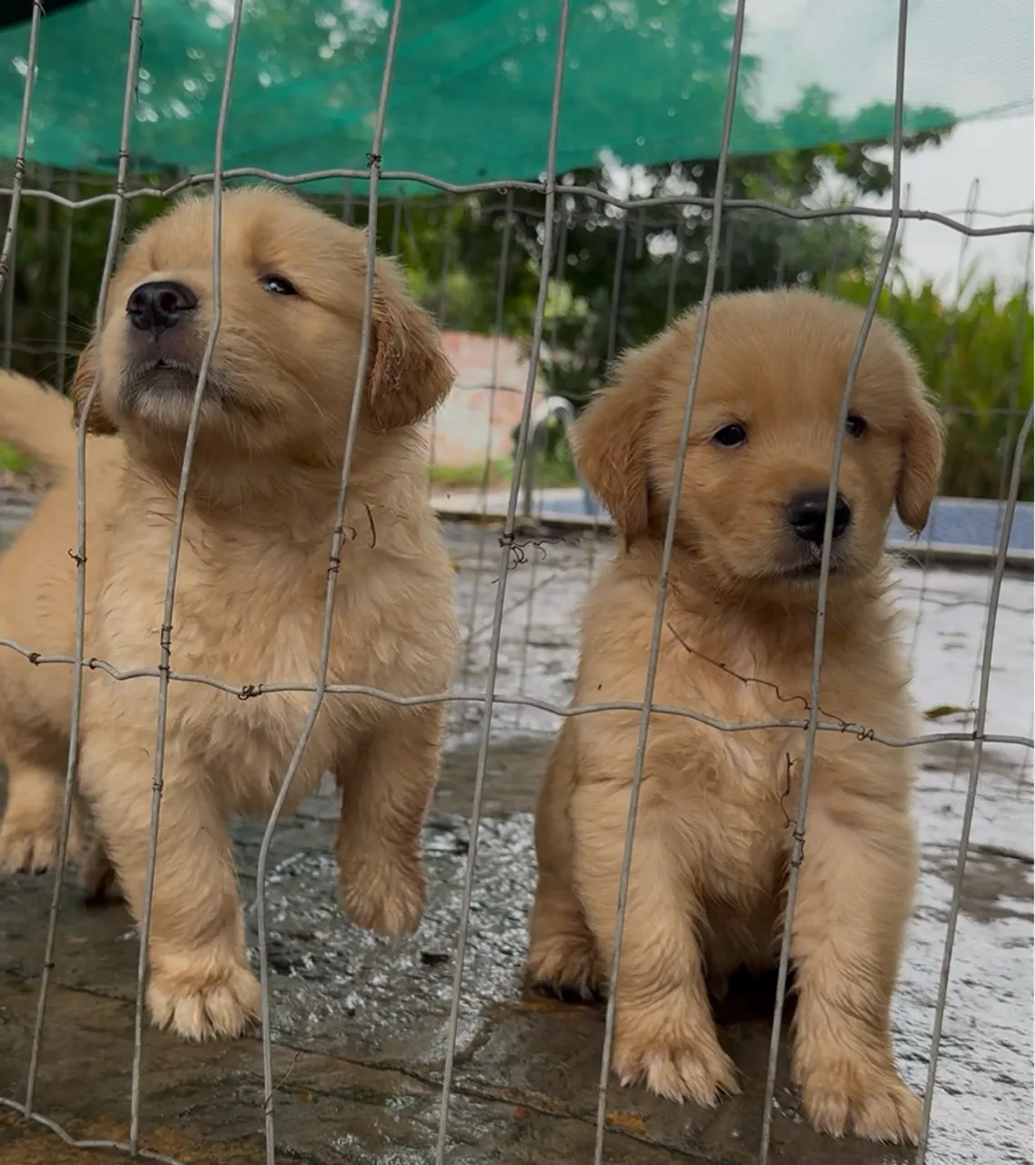 Filhotes de golden Retriever 