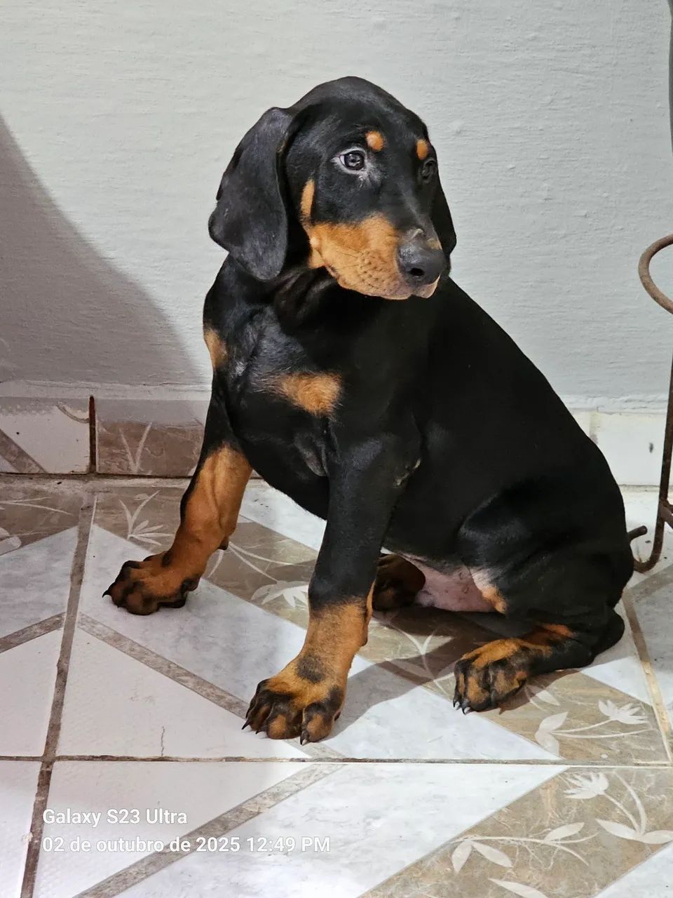 Doberman lindos filhotes fortes e saudáveis com pedigree
