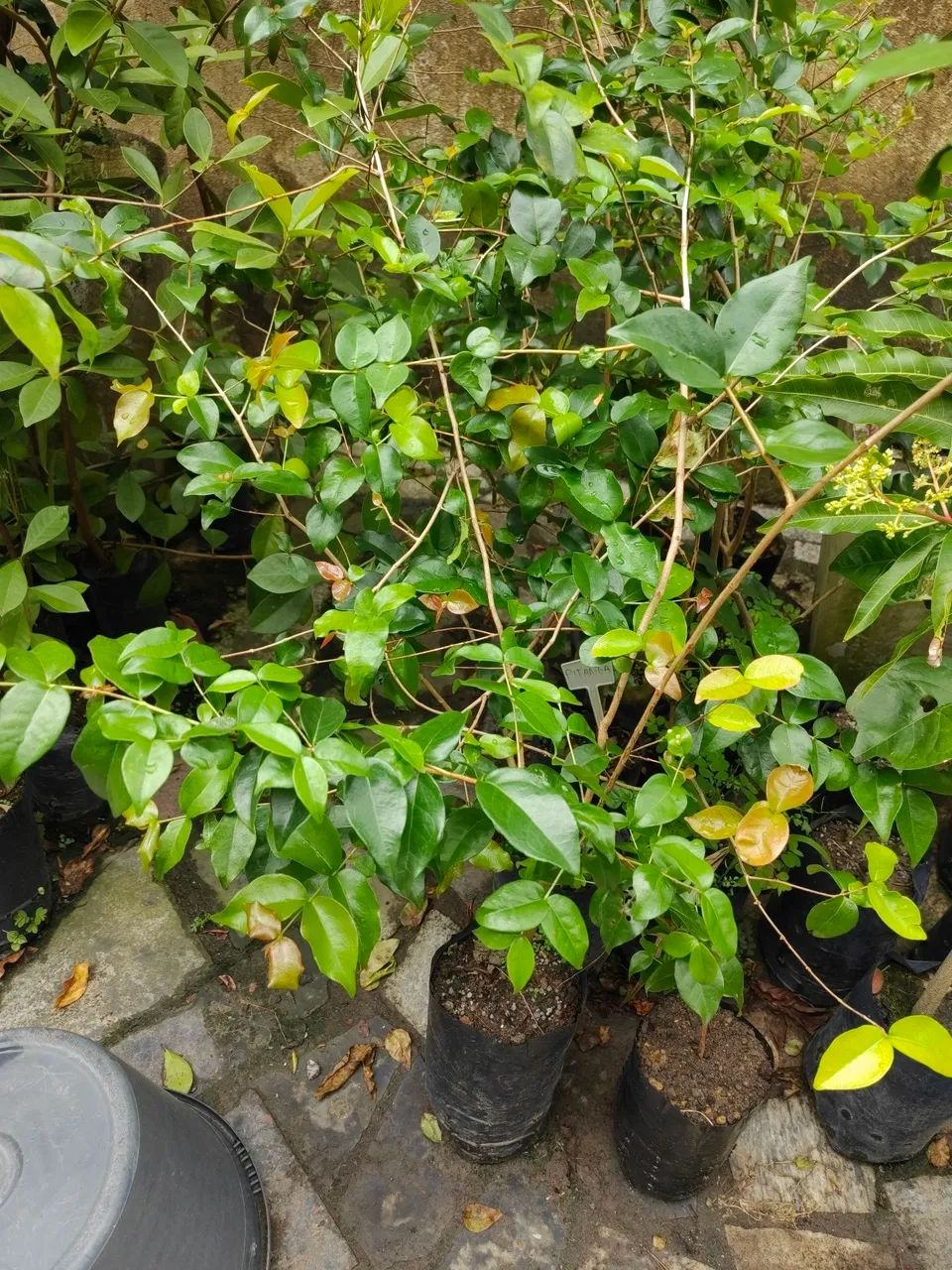 Mudas de Pitanga Vermelha - Foto 2