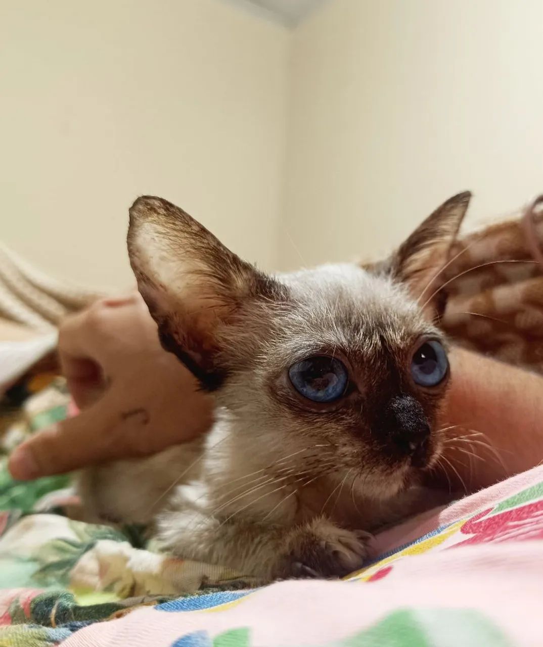 Bette, Filhote de "sialata" 