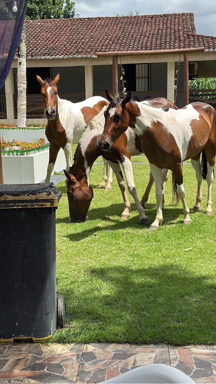 Cavalos  - Foto 3