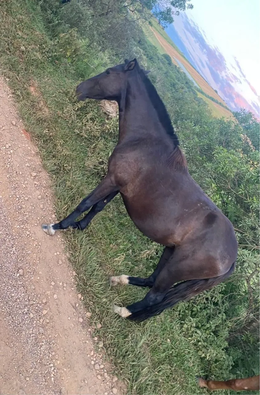 Égua mangalarga marchador preta