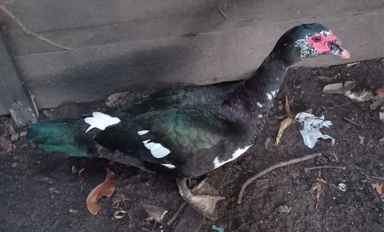 Vendo pato