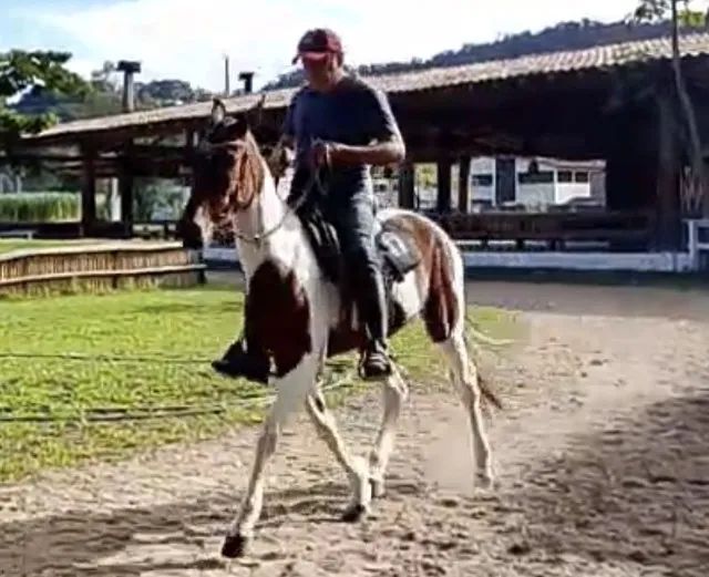 Potra Pampo de Castanha Linda MM com 3 anos e 08 meses (sem registro) - Foto 2