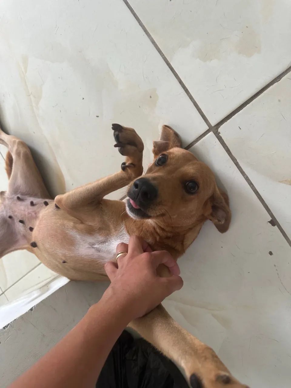 Cachorros castrados e vacinados para adoção  - Foto 2