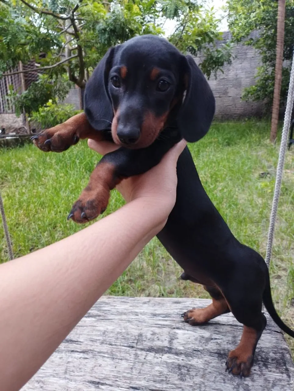 Filhotes de dachshund para vender logo.