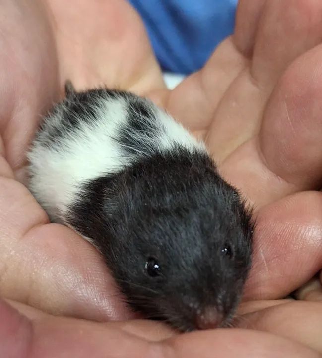 Hamstêr bebê - Fofo e brincalhão - Foto 3